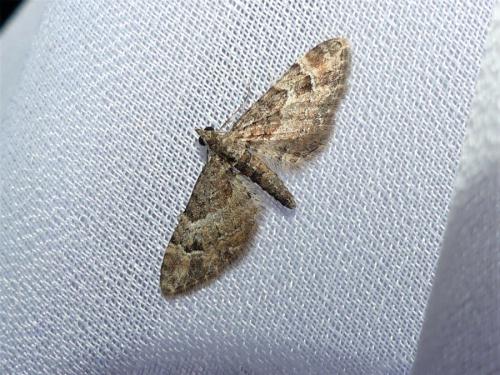 Réf. 319 556 : Gymnoscelis rufifasciata